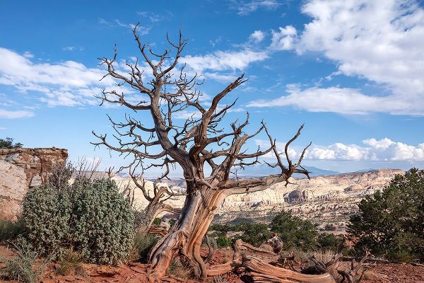 Davidson, Janell 아티스트의 USA-Utah-Capitol Reef National Park Dead juniper tree작품입니다.